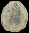 Fossil Neuropteris Seed Fern Leaf #5735-1